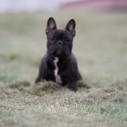 Jersey  - French Bulldog