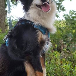 Miniature Australian Shepherds and Pembroke Welsh Corgis from Sharand MAS and Pembroke Welsh Corgis