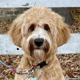 Tilly - Australian Labradoodle