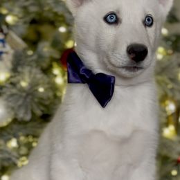 Siberian Husky Puppies from Snowy Siberians