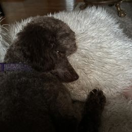 Goldendoodles from Campfire mini doodles and poodles