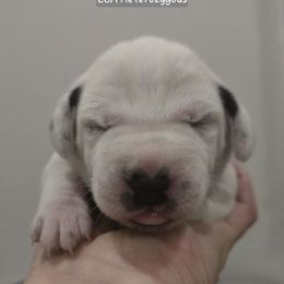 Grey Collar Girl - White and black female Dalmatian puppy in Centereach, New York from LINY Dalmatians