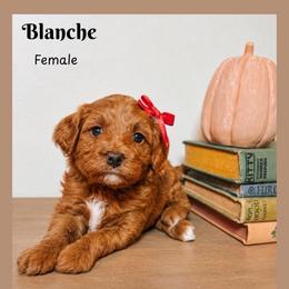 Blanche - Red  female Goldendoodle puppy in Hilton, New York from The House of Goldendoodle