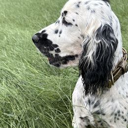 English Springer Spaniels from Cove Acres Springers