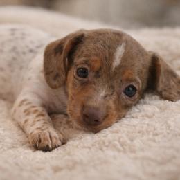 Milo - Dapple male Dachshund puppy in Lakeland, Florida from Elite Doxies Florida