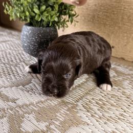 Miniature Schnauzer Puppies from Creek Ranch Kennels