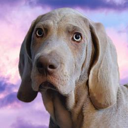 Boy 3 - Gray male Weimaraner puppy in Glendive, Montana from Lazy Hearts Kennel