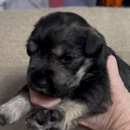 Female - Salt and pepper female Miniature Schnauzer puppy in La Fayette, Georgia from Daniels Mini Schnauzers