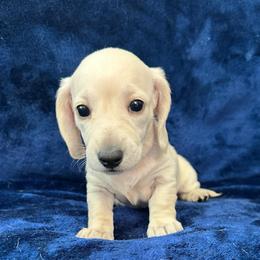 Fluff - Cream female Dachshund puppy in Memphis, Tennessee from River City Doxies