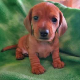 Mello - Red male Dachshund puppy in New Brighton, Minnesota from Doxie Lakes