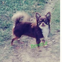 Suki - Chihuahua