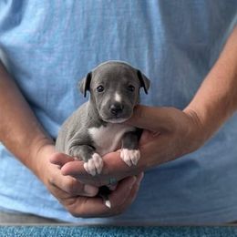 Boy 1 - Blue male Italian Greyhound puppy in Sugar Valley, Georgia from Pinnacle Farm and Kennel