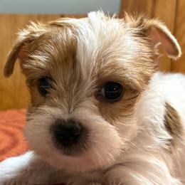 Boy 1 - Parti male Yorkshire Terrier puppy in Bear Creek, North Carolina from Yorkie Time