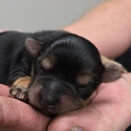 Bayla - Black & tan tri-color female Morkie puppy in Thompson, Iowa from Weiss's Puppies