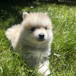 Rumi - Wolf sable female Pomsky puppy in Coeur D'alene, Idaho from PNW Pomskys