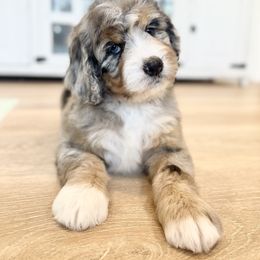 Bernedoodle, Bernese Mountain Dog, Poodle, and Sheepadoodle Puppies from My Fair Doodles