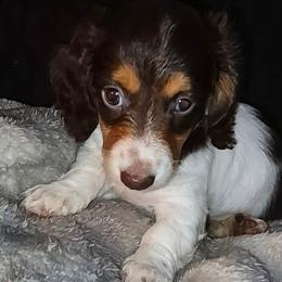 BB (AKC) - Piebald female Dachshund puppy in Bangs, Texas from Lickin'bach Miniature Dachshunds
