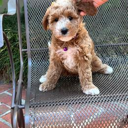 Plum - Apricot female Goldendoodle puppy in Gainesville, Florida from Pet Inn Xxweetdoodles