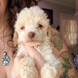 Ember - with training - Cream female Poodle puppy in Boonville, North Carolina from Doods & Dolls