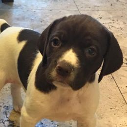 German Shorthaired Pointers from Carol's German Shorthaired Pointers