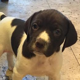 German Shorthaired Pointers from Carol's German Shorthaired Pointers