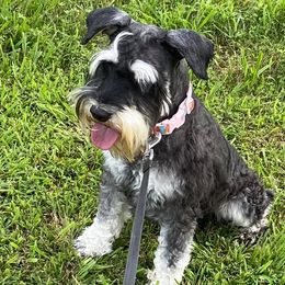 Miniature Schnauzers from Ch Schnauzer