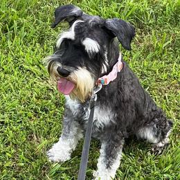 Miniature Schnauzers from Ch Schnauzer