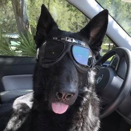 Ty - German Shepherd
