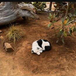 Border Collie Puppies from Cahill’s Canines