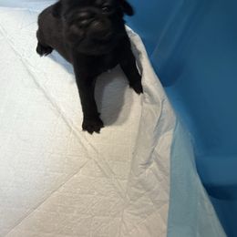 Jelly Bean 6 - Black female Pug puppy in Port Townsend, Washington from Pam’s Perfect Pugs