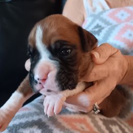 Boy 1 - fawn - Fawn male Boxer puppy in Morriston, Florida from Like The Wind Boxers