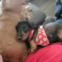 Dachshund All Grown Up from HollieSue Dachshunds