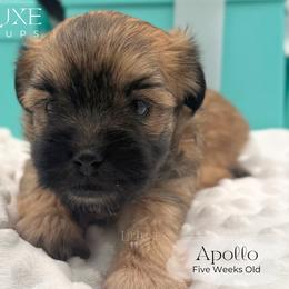 Apollo - Gold male Morkie puppy in Scottsdale, Arizona from Lil Luxe Pups