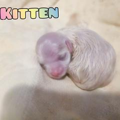 KITTEN - White female Mal-Shi puppy in Belleville, Michigan from Michigan Maltese Puppies