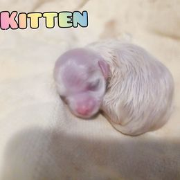 KITTEN - White female Mal-Shi puppy in Belleville, Michigan from Michigan Maltese Puppies