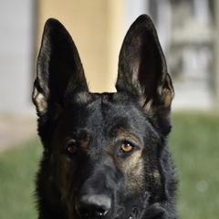 German Shepherds from A1EliteK9 German Shepherds