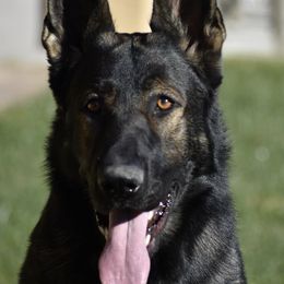 German Shepherds from A1EliteK9 German Shepherds