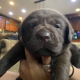 Labrador Retriever Puppies from pinecrest kennels