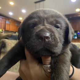 Labrador Retriever Puppies from pinecrest kennels