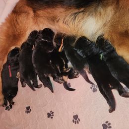Girl 3 - German Shepherd puppy from Von Richardson Elite German Shepherds