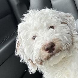 Goldendoodle All Grown Up from Scherrer Sweet Goldendoodles