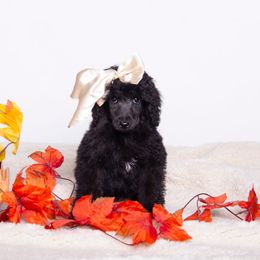 Aurora - Silver female Poodle puppy in Meadowbrook, California from Standard Poodle Pups