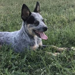 Australian Cattle Dog and Australian Kelpie Puppies from Carben Copy