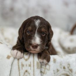 Magnolia - Brown female Bernedoodle puppy in Delta, Pennsylvania from KEE Bernedoodles