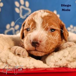 Diego - Red  male Goldendoodle puppy in Peyton, Colorado from Grace N Faith Doodles