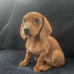 Turner Jr - Red male Dachshund puppy in Los Angeles, California from Sensational Sausages