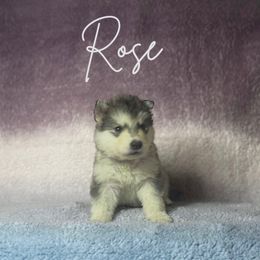 Rose - Gray and white Alaskan Malamute puppy in Easton, Maryland from Stars Howl-O Kennels by FurEver Friends Inc