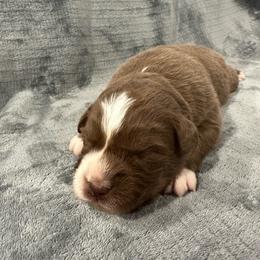 Red Bi Color Male - 1600 - Red & white male Australian Shepherd puppy in Morristown, Tennessee from Lakeway Farms