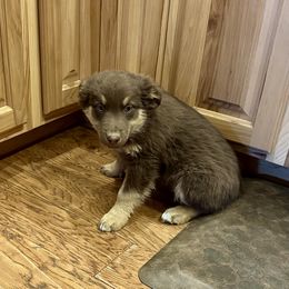 Red Tri Girl - Red tri-color female Australian Shepherd puppy in Prairie Grove, Arkansas from IQ Farms