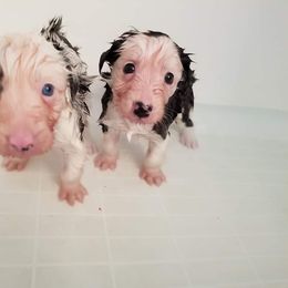 Beauceron and Border Collie Puppies from Beyond Border Collies
